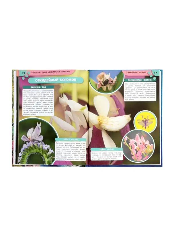 Энциклопедия «Аксолотль. Самые удивительные животные» 405007 Энциклопедия «Аксолотль. Самые удивительные животные» 405007