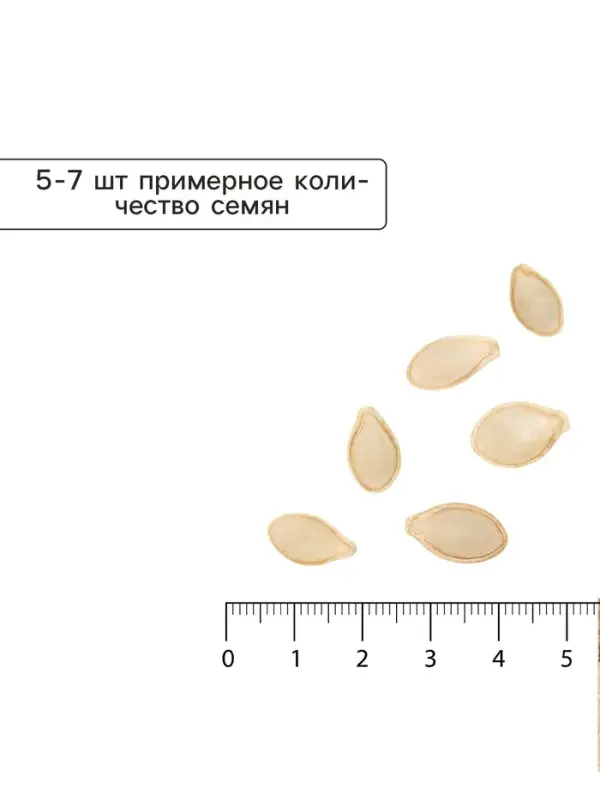 Семена Кабачок &laquo;Вовчик&raquo;, раннеспелый, белоплодный, универсальный, 1 г, &laquo;Евро-семена&raquo;