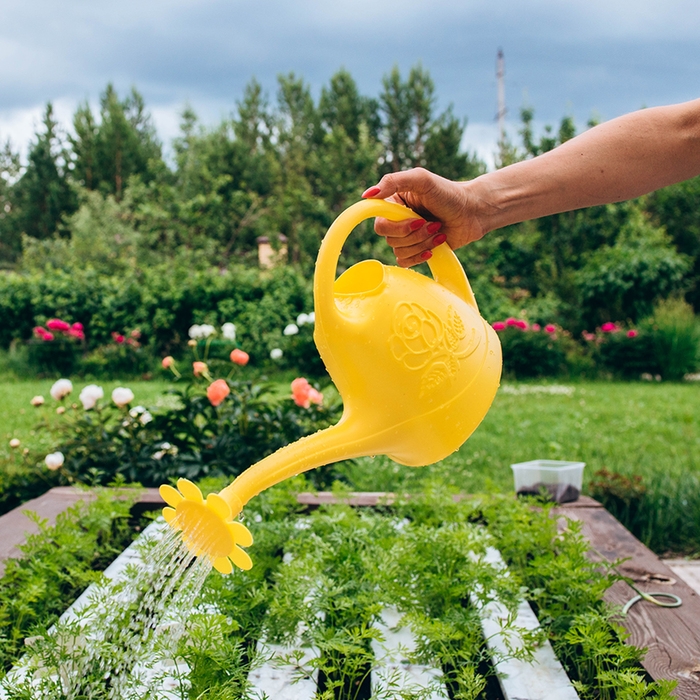 Лейка, 2.5 л, с рассеивателем, носик d = 18 мм, цвет МИКС Лейка, 2.5 л, с рассеивателем, носик d = 18 мм, цвет МИКС