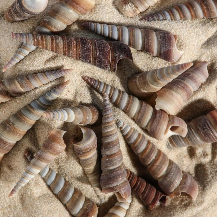 Набор ракушек, 3 - 5 см, 100 г Набор ракушек, 3 - 5 см, 100 г