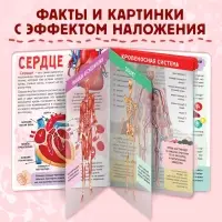 Энциклопедия с прозрачными страницами &laquo;Моё тело&raquo;, 32 стр.