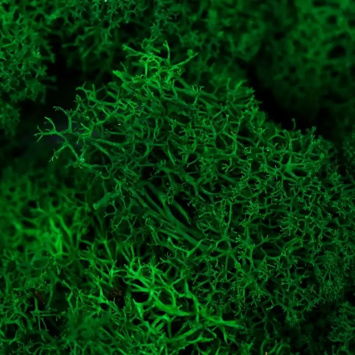 Мох стабилизированный &laquo;Ярко-зелёный&raquo; 45 г (&plusmn;5 г)