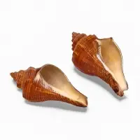 Ракушка декоративная, длина 5-6 см, ширина 4 см