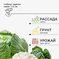 Семена Капуста цветная, &laquo;Форталеза&raquo;, F1, 10 шт., Seminis, &laquo;Агрос&raquo;