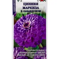 Семена Цинния Маркиза в Лавандовом /Сотка/ 0,2г/ h-90см, d-15см/*1200
