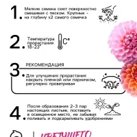 Семена цветов Георгин "Яркие помпоны", 0,3 г