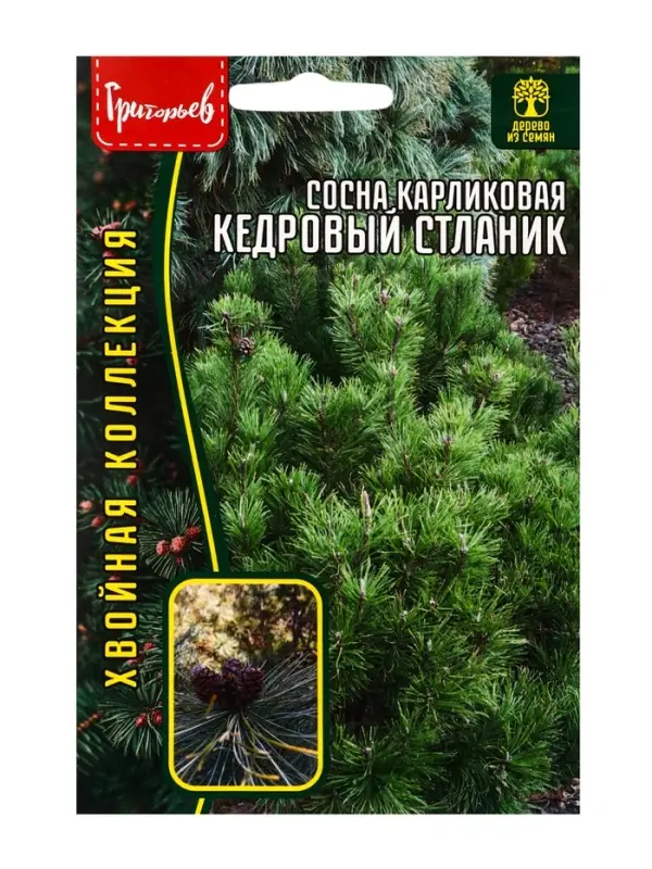 Семена Сосна карликовая &laquo;Кедровый Стлани&raquo;, 5 шт., &laquo;Григорьев&raquo;