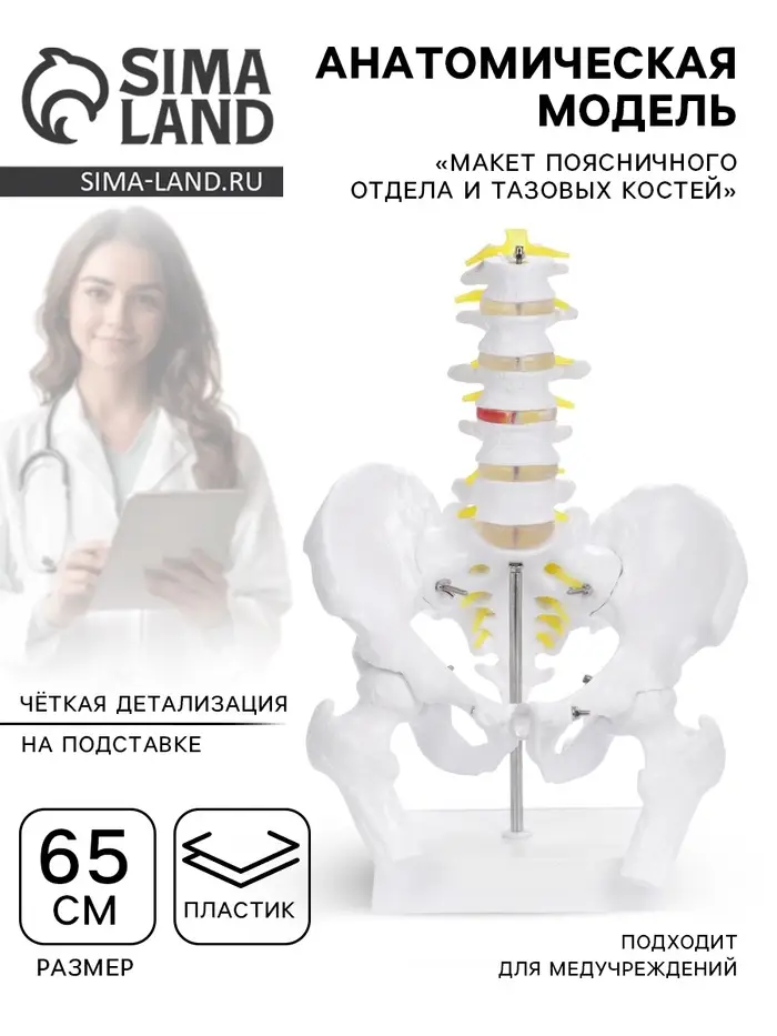 Анатомическая модель &laquo;Макет поясничного отдела и тазовых костей&raquo;, 65 см
