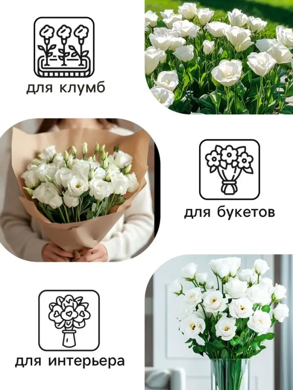 Семена цветов Эустома &laquo;Сапфир&raquo;, F1, белая крупноцветковая, 5 шт., &laquo;Аэлита&raquo; селекция PanAmerican Seed