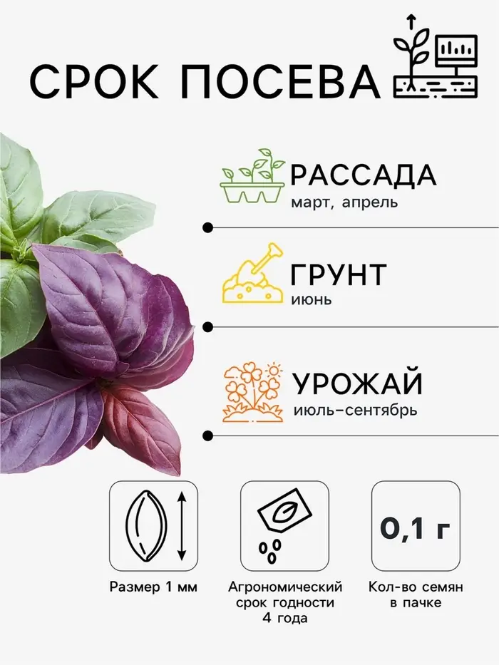 Семена Базилик &laquo;Фиолетовый&raquo;, 0.1 г, ранний, &laquo;Удачные семена&raquo;