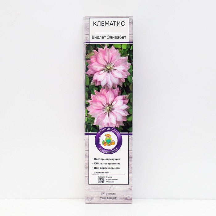 Клематис крупноцветковый Клематис крупноцветковый "Виолет Элизабет ", 1 шт, туба, Весна 2025