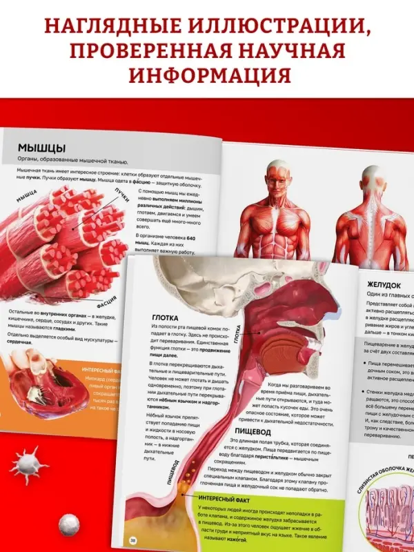 Энциклопедия в твёрдом переплёте &laquo;Строение тела человека&raquo;, 128 стр.