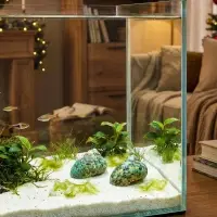 Набор ракушек декоративных, длина 4-5 см ширина 2 см, 2 шт.