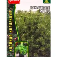Семена Сосна кустовая &laquo;Мугус&raquo;, 10 шт., &laquo;Григорьев&raquo;