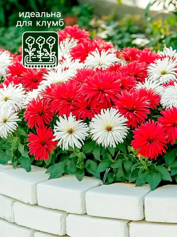 Семена   Астра Ажурная россыпь, смесь окрасок , 0,2г