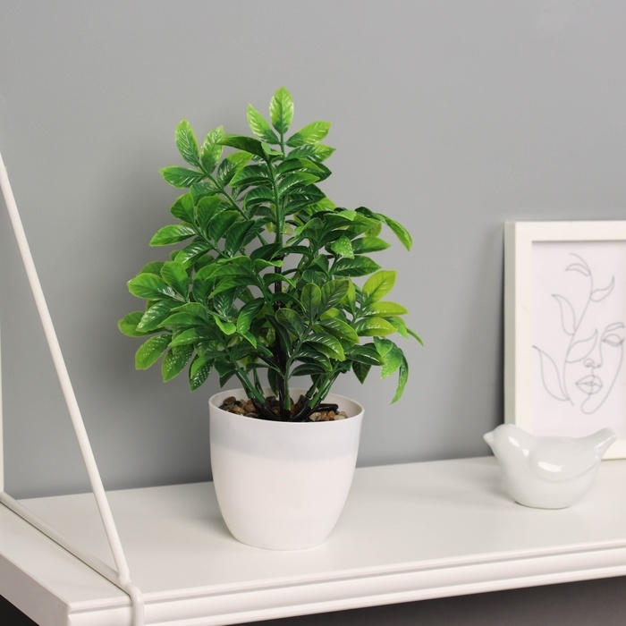 Бонсай в горшке Бонсай в горшке "Ауакуба премиум" 20х9 см,