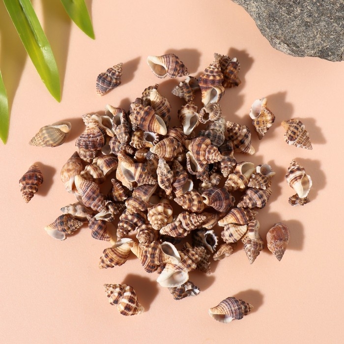 Ракушки природные декоративные "Зебра" набор 100 гр
